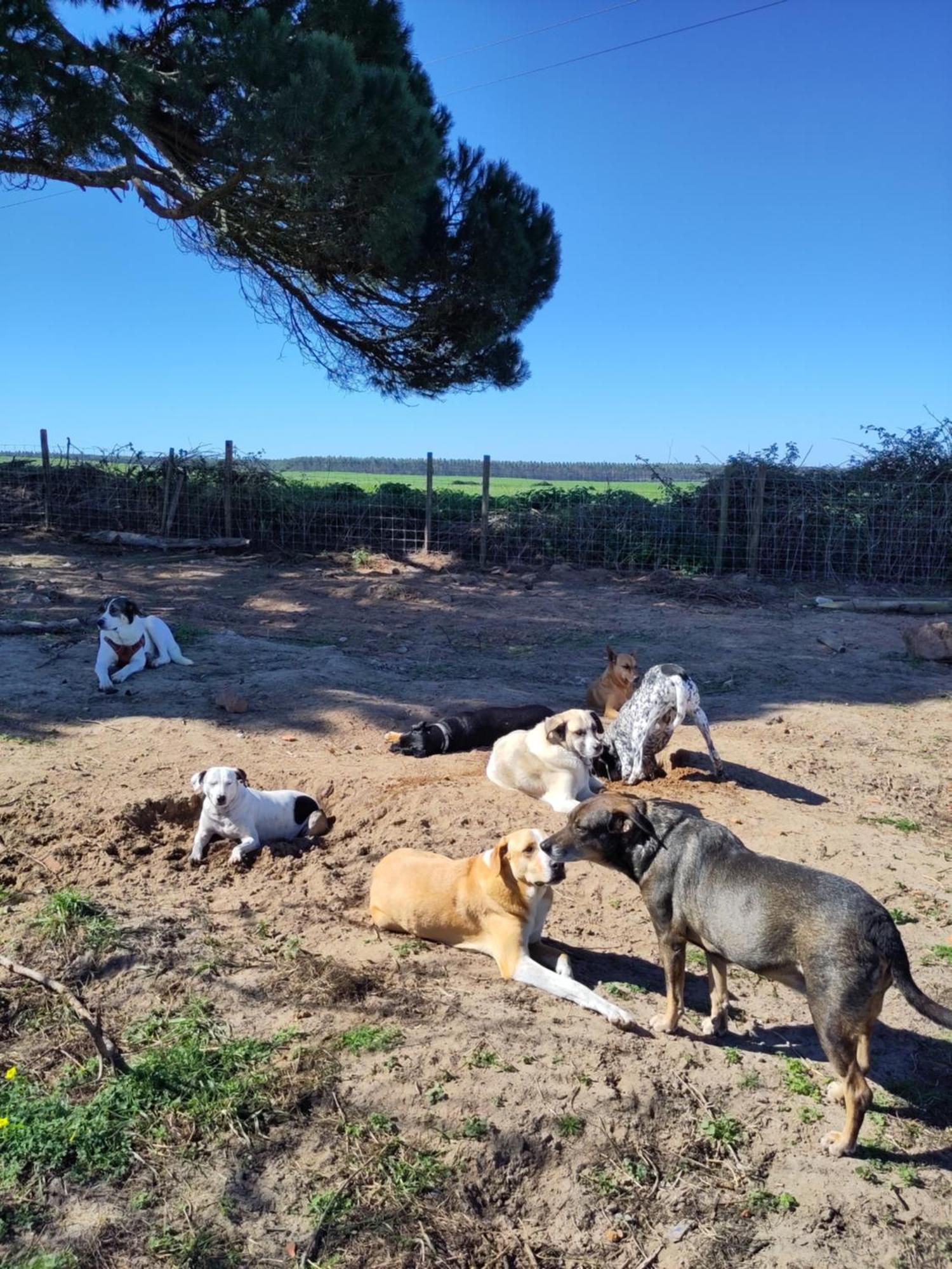 Cosy Nest In Animal Rescue Monte Dos Vagabundos